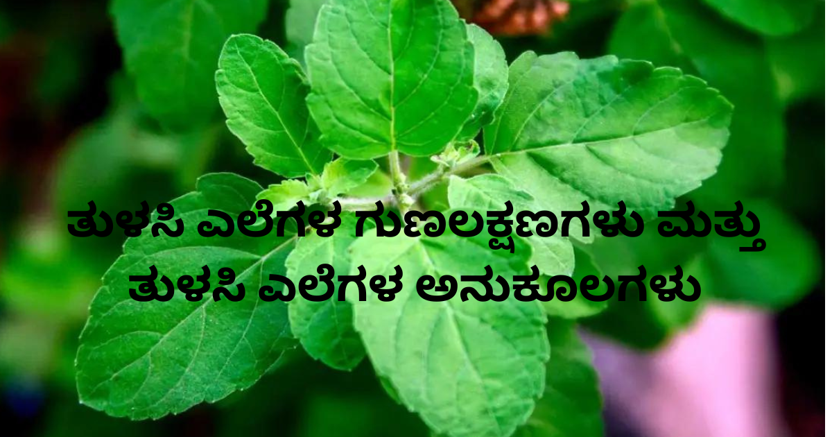 ತುಳಸಿ ಎಲೆಗಳ ಗುಣಲಕ್ಷಣಗಳು ಮತ್ತು ತುಳಸಿ ಎಲೆಗಳ ಅನುಕೂಲಗಳು